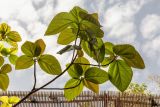 Ficus auriculata. Верхушка ветки взрослого дерева. Израиль, Шарон, г. Тель-Авив, ботанический сад университета. 22.10.2018.