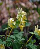 Corydalis bracteata. Верхушки побегов с соцветиями. Алтай, Онгудайский р-н, Семинский перевал, ≈ 1700 м н.у.м., опушка хвойного леса. 10.06.2019.