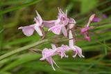 Dactylorhiza traunsteineri