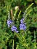 Veronica teucrium. Верхушка побега с соцветиями. Воронежская обл., Лискинский р-н, гора Шатрище, луг у подножия холма. 02.06.2019.