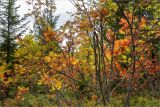 Sorbus aucuparia. Ветви растения с листьями в осенней окраске. Карелия, Муезерский р-н, окр. горы Воттоваара, хвойный лес. 25.09.2019.