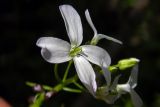 Cardamine bulbifera. Цветок. Республика Адыгея, г. Майкоп, южная окраина, между р. Белая и северной оконечностью водораздельного хребта Нагиеж-Уашх, заболоченный пойменный лес (ива, ольха). 02.05.2021.