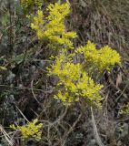 Sedum reflexum