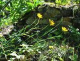 Tragopogon orientalis. Верхушки цветущих растений. Республика Алтай, Шебалинский р-н, г. Стая, скалы около 1000 м н.у.м. 13.08.2010.