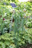 Fritillaria acmopetala