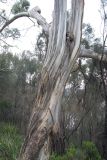 genus Eucalyptus. Ствол. Австралия, штат Тасмания, национальный парк \"Mount Bruny\". 04.01.2011.