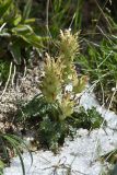 Pedicularis alatauica. Цветущее растение. Казахстан, окр. Алматы, Заилийский Алатау, Большое Алмаатинское ущелье, окр. Большого Алмаатинского озера, ≈ 2600 м н.у.м., мелкозёмистый склон. 5 июня 2022 г.