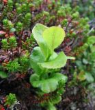 Vaccinium myrtillus