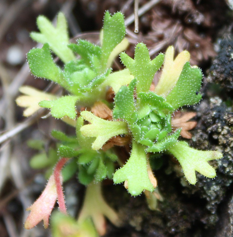 Image of Saxifraga cespitosa specimen.
