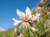 Trifolium polyphyllum. Соцветие. Адыгея, Кавказский биосферный заповедник, северо-восточный склон горы Оштен, альпийский луг, ≈ 2300 м н.у.м., в расщелине известняковой скалы. 18.07.2015.