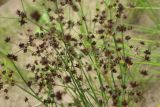 Juncus articulatus. Побеги с соплодиями. Тверская обл., Весьегонский р-н, река Реня, отмель. 1 августа 2022 г.