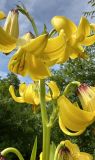 Lilium monadelphum