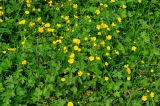 Ranunculus grandiflorus