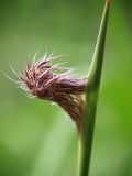 семейство Poaceae. Разворачивающееся соцветие. Приморский край, Лазовский р-н, Лазовский заповедник, кордон Карпадь. 19.08.2009.