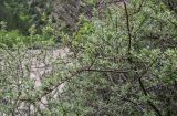 Hippophae rhamnoides. Ветви вегетирующего растения. Дагестан, Гунибский р-н, Карадахская теснина, каменистый склон. 02.05.2022.