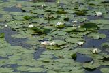 Nymphaea candida