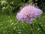 Knautia arvensis. Соцветие. Крым, Симферопольский р-н, Долгоруковская яйла. 12 июня 2011 г.