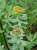 Rhodiola rosea. Отцветающие растения на берегу горного ручья. Мурманская обл., окр. г. Североморск. Начало июля 2008 г.