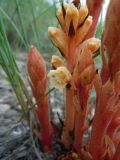 Orobanche centaurina