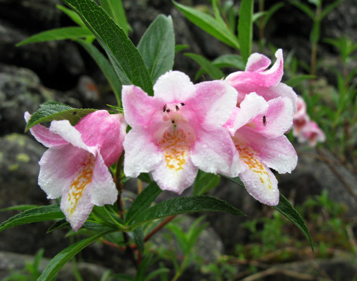 Изображение особи Weigela suavis.