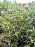 Astragalus oropolitanus