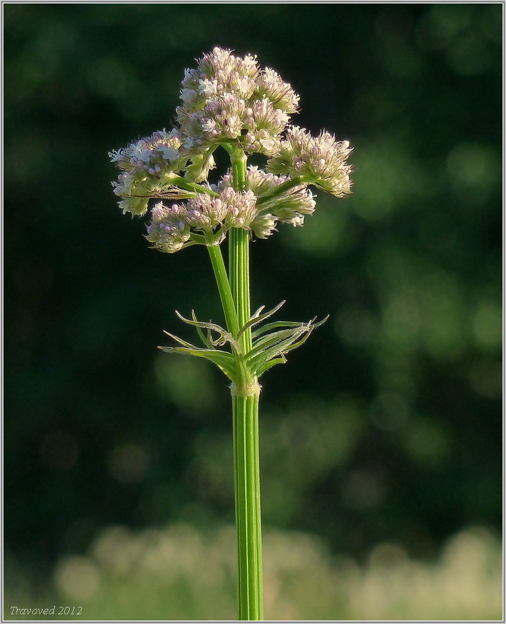 Изображение особи род Valeriana.