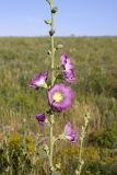 Alcea litwinowii