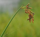 Schoenoplectus hippolyti