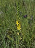 Agrimonia eupatoria