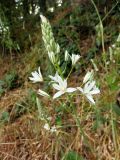 Ornithogalum ponticum. Соцветие. Южный Берег Крыма, возле дороги около Никитского бот. сада. 21.05.2013.