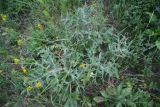 Eryngium campestre