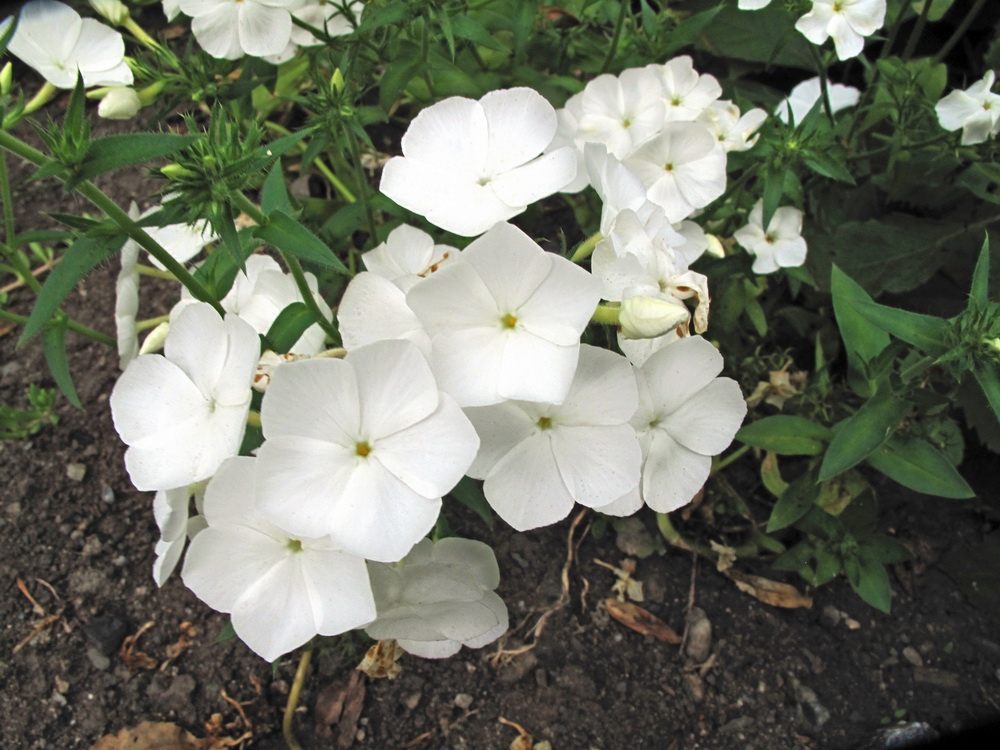 Изображение особи Phlox drummondii.