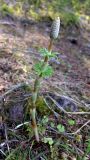 Equisetum sylvaticum