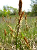 Carex cuspidata. Верхняя часть цветущего растения. Краснодарский край, г. Новороссийск, окр. пос. Алексино. 02.05.2012.