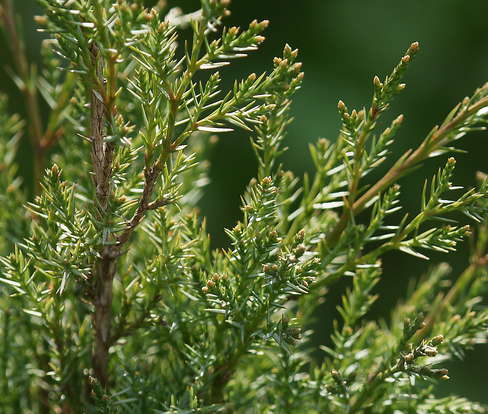 Изображение особи Juniperus scopulorum.