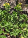 Potentilla geoides. Цветущее растение. Крым, Байдарская долина. 12 апреля 2015 г.