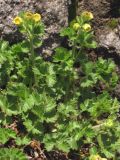 Potentilla geoides