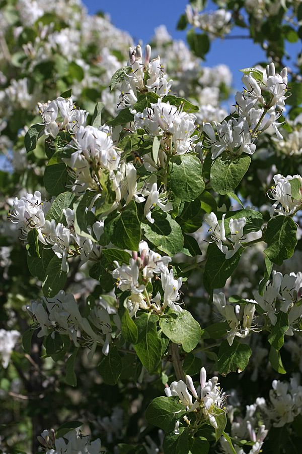 Изображение особи Lonicera nummulariifolia.