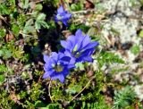 Gentiana grandiflora. Цветущее растение (вид сверху). Бурятия, Окинский р-н, перевал Черби, ≈ 2400 м н.у.м., горная тундра. 10.07.2015.