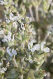 Salvia aethiopis. Часть соцветия. Крым, окр. с. Андреевка, степь. 07.06.2015.