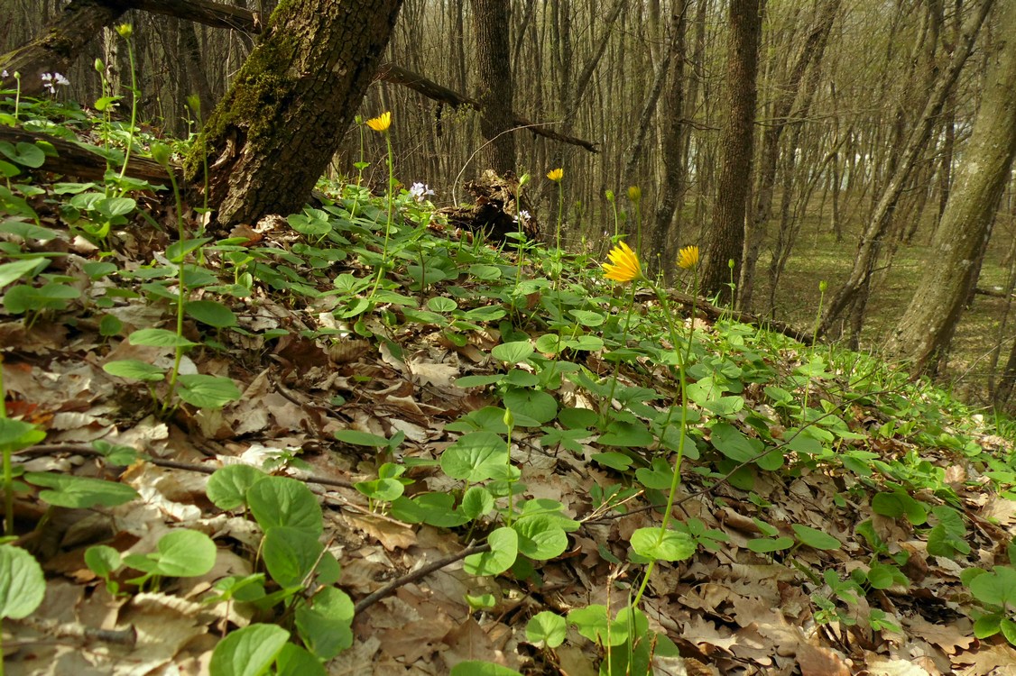 Изображение особи Doronicum orientale.