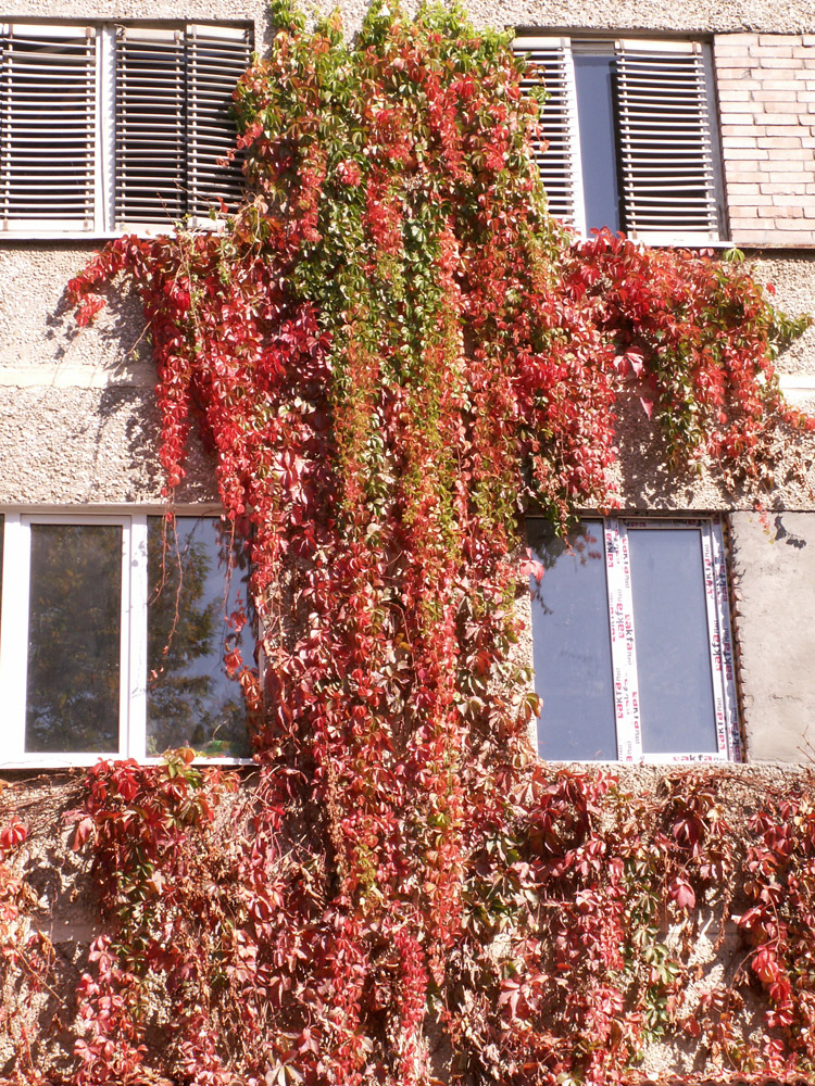 Изображение особи Parthenocissus quinquefolia.