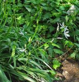 Anthericum liliago. Цветущее растение. ФРГ, Нижняя Саксония, Ольденбург, ботанический сад Ольденбургского университета. 19 мая 2007 г.