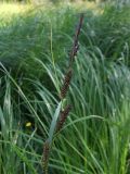 Carex acuta. Соплодия. Мурманск, мкр-н Росляково, заросшая сырая низина во дворе. 16.07.2016.