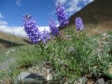 Veronica pinnata ssp. nana