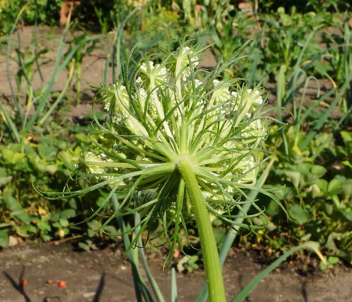 Изображение особи Daucus sativus.