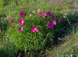 Paeonia hybrida. Цветущее растение. Казахстан, Джунгарский Алатау, долина р. Коксу на 45-50 км ниже пос. Рудничный. Начало мая 2012 г.