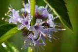 Mentha arvensis. Часть побега с цветками в каплях росы. Джунгарский Алатау. Казахстан, Алматинская обл., Саркандский р-н, правый берег р. Лепсы у входа в каньон, 1000 м н.у.м. 15.08.2016.