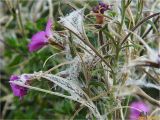 Epilobium hirsutum