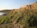 Calamagrostis pseudophragmites